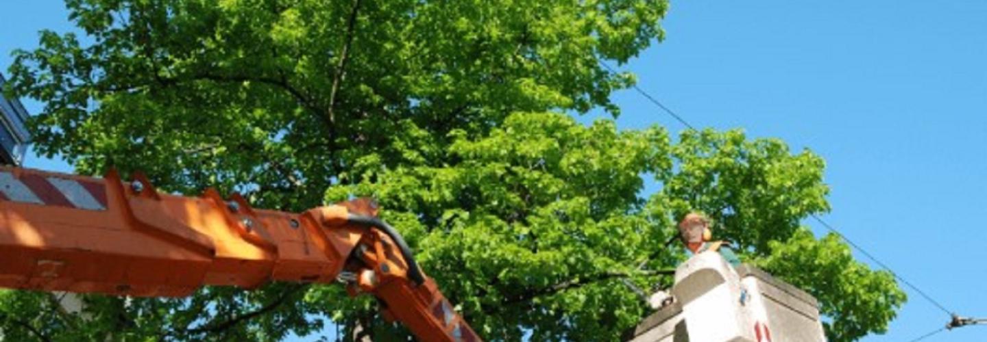 Leather City Tree Service cover photo