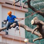 Chop N Drop Tree Specialists - photo 1