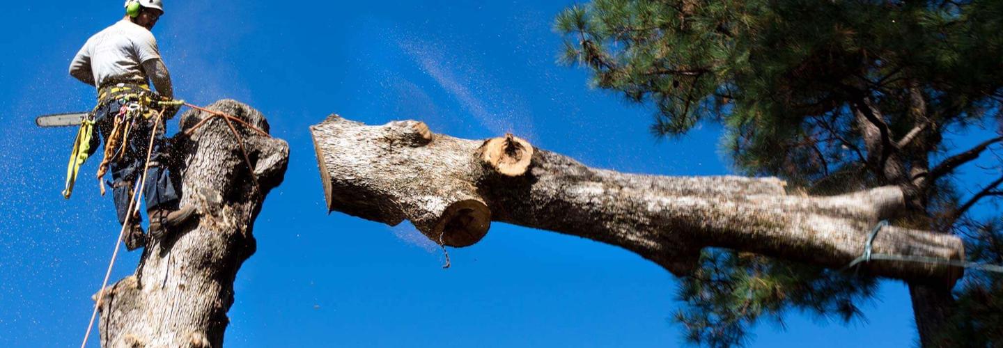 Chop N Drop Tree Specialists cover photo