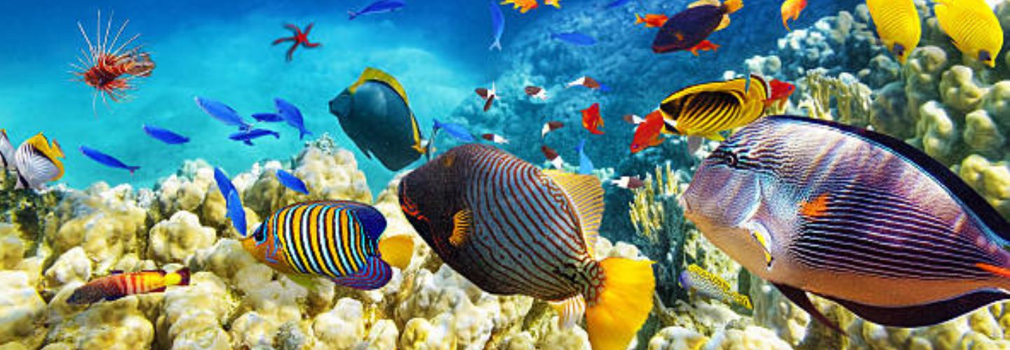 Looney Tunes Charter Fishing cover photo