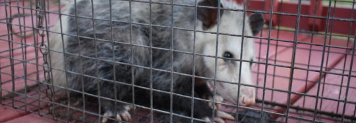 711 Possum Removal Canberra cover photo