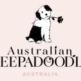 miniature sheepadoodle - Pets in Sydney
