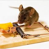 Rodent Control Perth - Pest Control in Perth