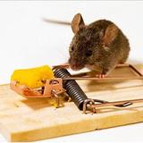 Home Rodent Control Perth - Pest Control in Perth