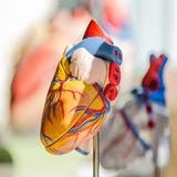 Heart Specialist Singapore 