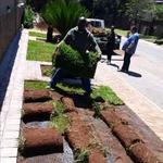 Tree Felling Durban - photo 3