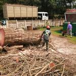 Tree Felling Durban - photo 4