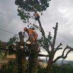 Tree Felling Durban - photo 5