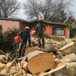 Tree Felling Durban - photo 6