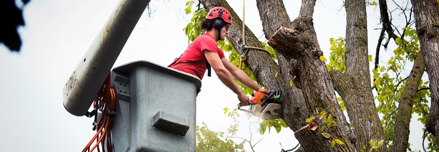 Little D Tree Service cover photo