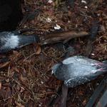 David's Dead Animal Removal Hobart - photo 3