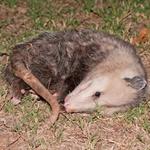 David's Dead Animal Removal Hobart - photo 4
