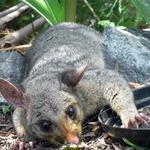 David's Dead Animal Removal Hobart - photo 6