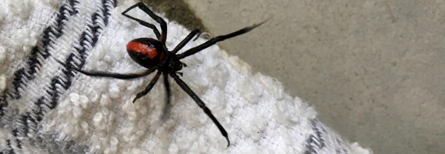 Preventive Spider Control Brisbane cover photo