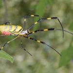 Preventive Spider Control Brisbane - photo 1