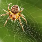 Preventive Spider Control Brisbane - photo 2