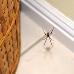 Preventive Spider Control Brisbane - photo 4