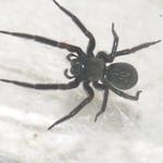 Preventive Spider Control Brisbane - photo 7