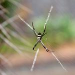 Preventive Spider Control Brisbane - photo 9