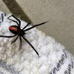 Preventive Spider Control Brisbane - photo 10