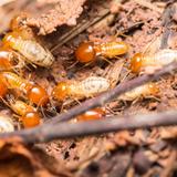 Roundabout Capital Termite mintu - Pest Control in Carmel-by-the-Sea