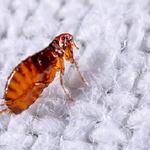 I Flea Control Melbourne - photo 1