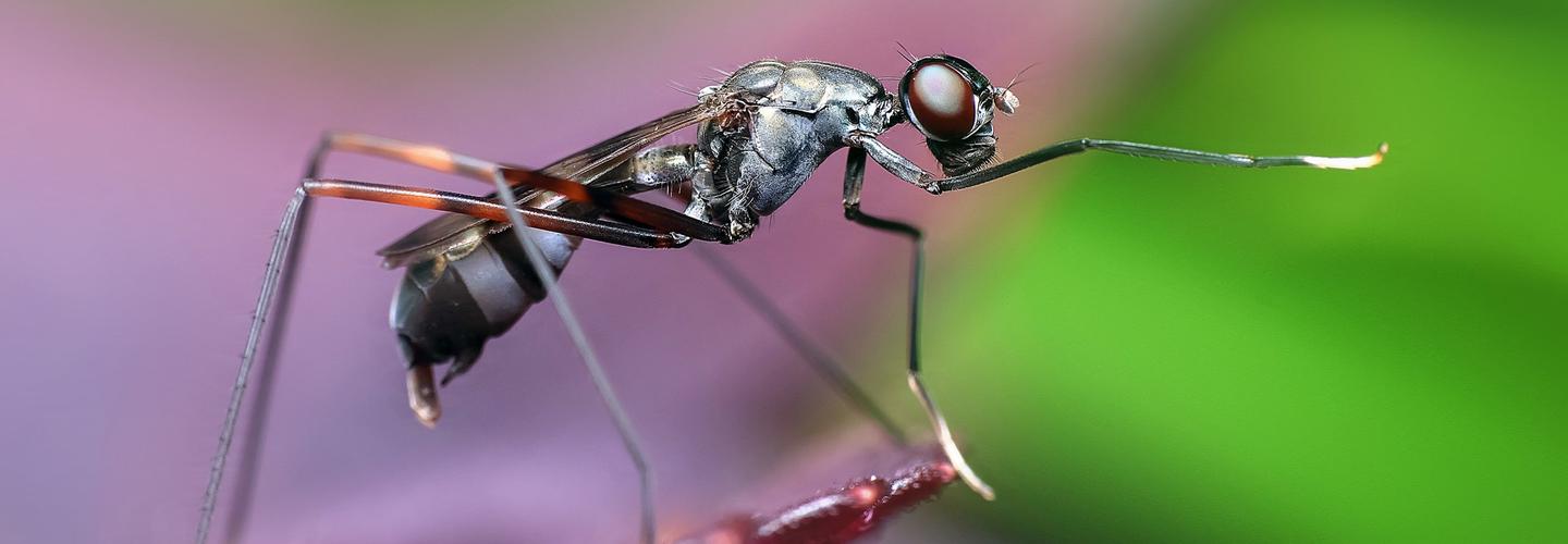 City Wide Pest Control Canberra cover photo