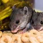 City Wide Pest Control Canberra - photo 1