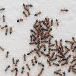 City Wide Pest Control Canberra - photo 6