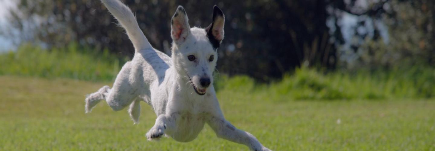 DHT Fields cover photo