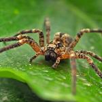 I Spider Control Melbourne - photo 2