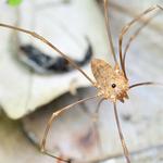 I Spider Control Melbourne - photo 3