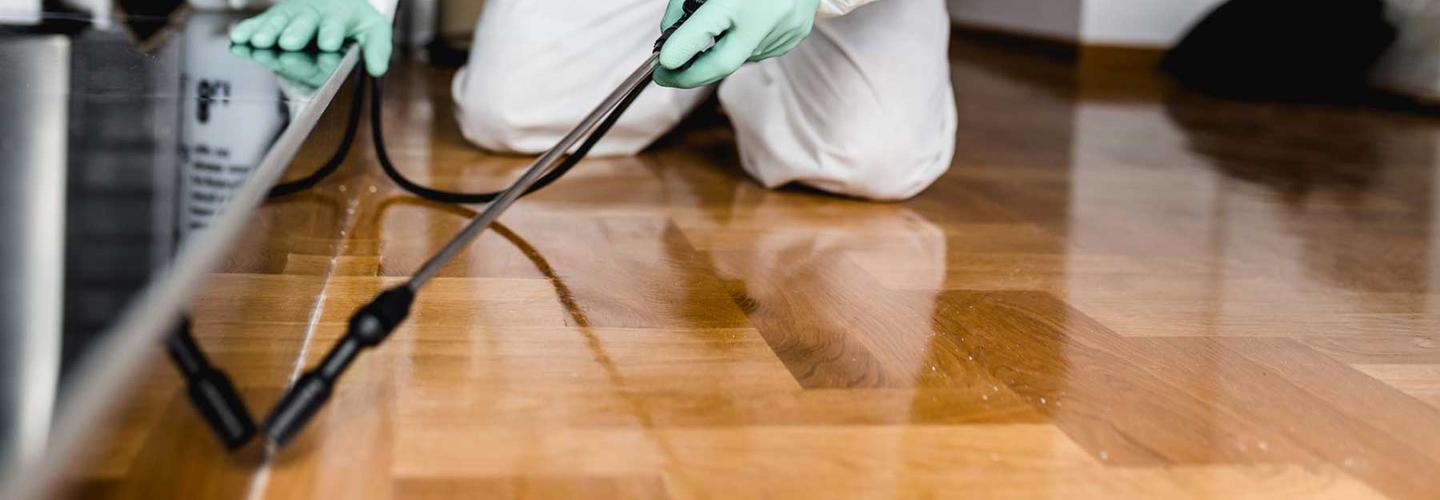 I Spider Control Melbourne cover photo