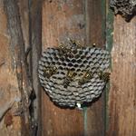 Bobs Bee Removal Hobart - photo 1