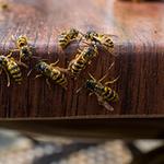 Bobs Bee Removal Hobart - photo 2