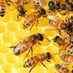 Bobs Bee Removal Hobart - photo 3