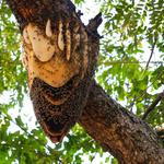 Bobs Bee Removal Hobart - photo 4