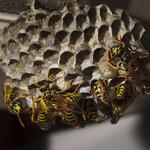 Bobs Bee Removal Hobart - photo 8