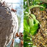 Bobs Bee Removal Hobart - photo 9