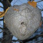 Bobs Bee Removal Hobart - photo 10