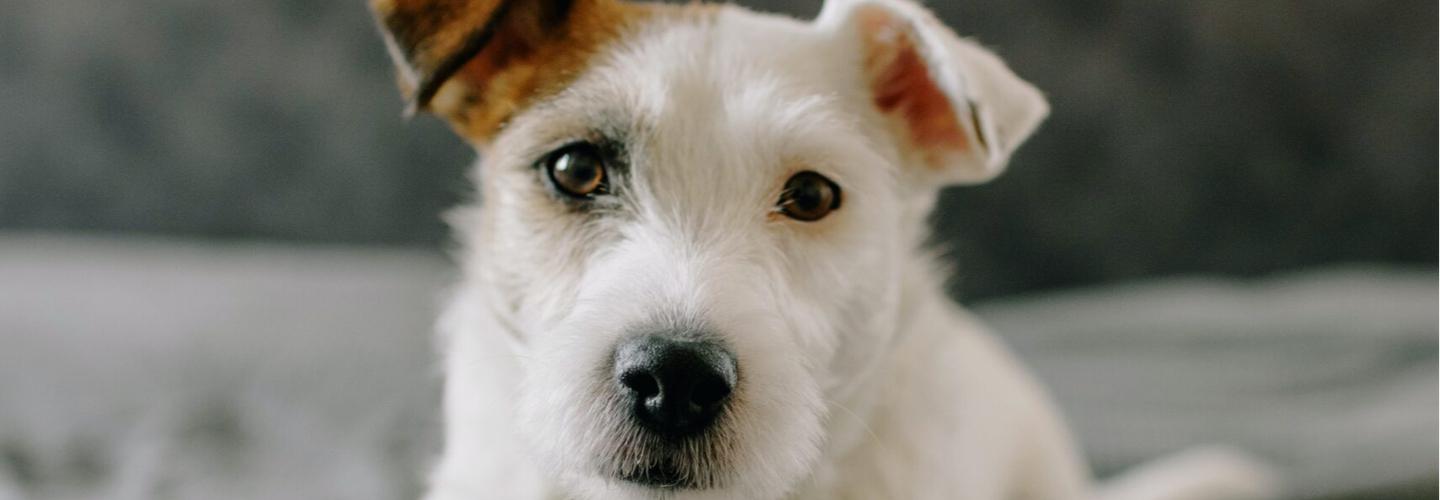 Dog Doggie cover photo