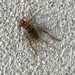 Xterminate - photo 2