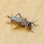 Xterminate - photo 6