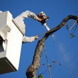 Sweet Tea City Tree Service - Tree Services in Summerville