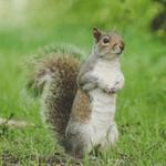 DK Environmental Ltd - Pest Control Company Richmond - photo 1