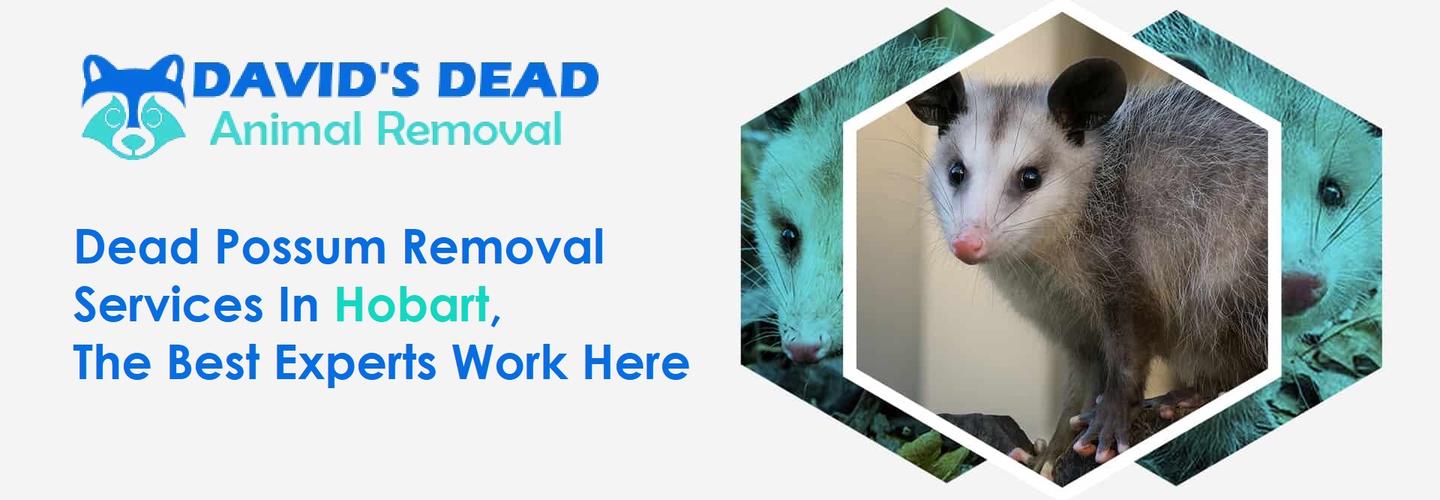 Dead Possum Removal Hobart cover photo