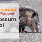 Dead Possum Removal Hobart - photo 1