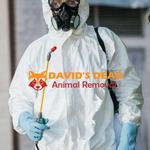 Dead Possum Removal Hobart - photo 2