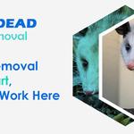 Dead Possum Removal Hobart - photo 4