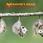 Dead Possum Removal Hobart - photo 5